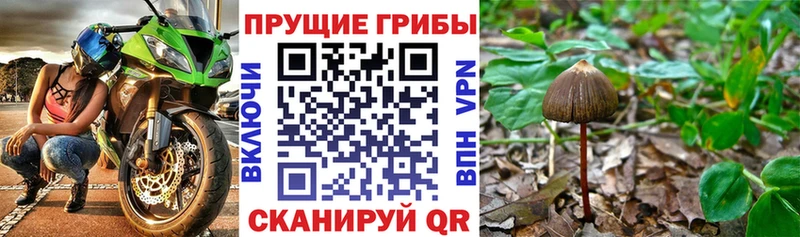 мега ССЫЛКА  Асбест  Псилоцибиновые грибы Psilocybe 